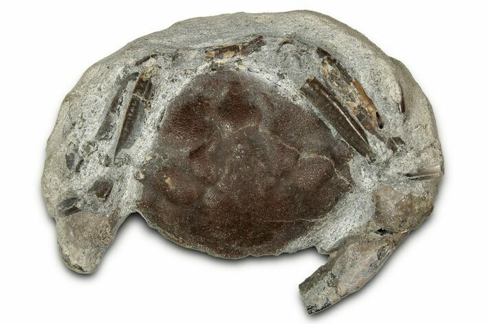 Eocene Fossil Crab (Pulalius) - Washington State #345528